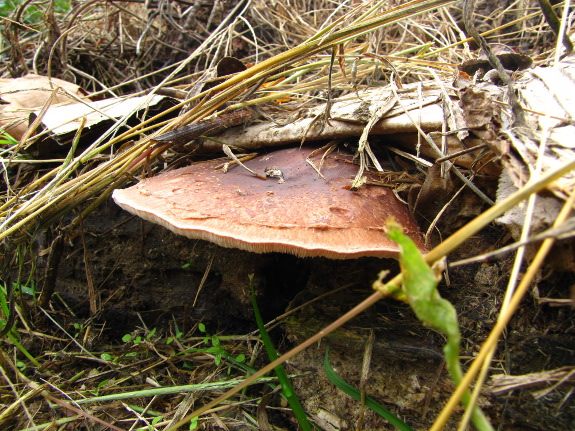 Shiitake raft