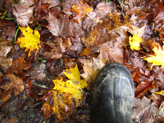 Cold, rainy October