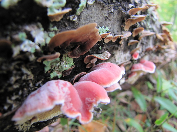 Pink shelf fungus