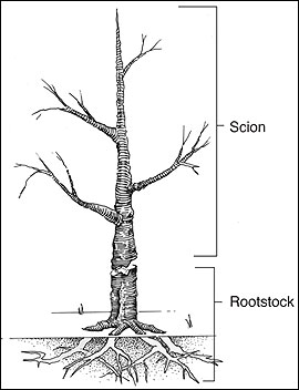 Rootstock diagram