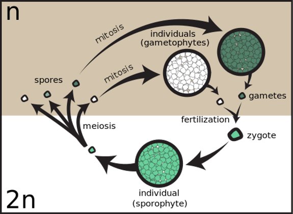 Sporic Meiosis illustrated in diagram