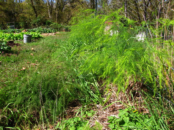 Asparagus alley