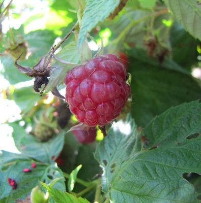 Ever-bearing red raspberries