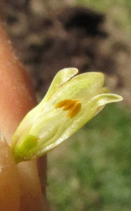 Male asparagus flower