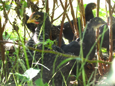 Six week old chickens