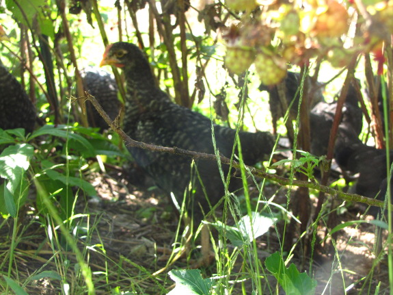 Stacking chickens and raspberries