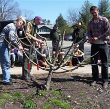 Frameworking tree