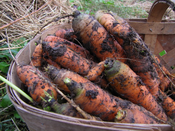 Basket of carrots