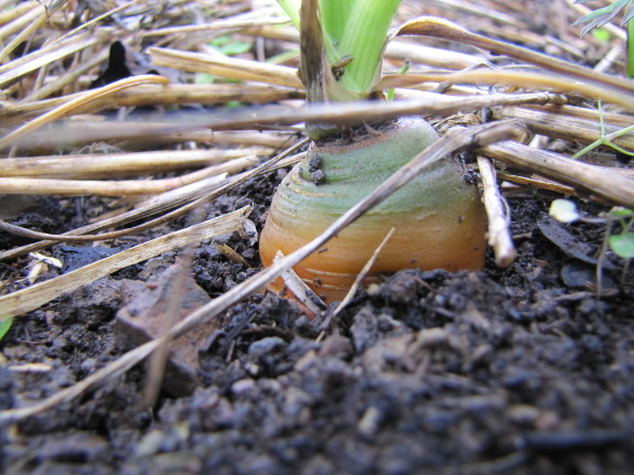 Carrots in the garden