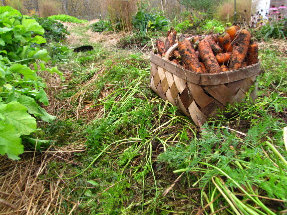 Harvesting carrots