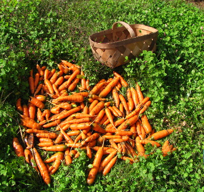 Rinsing carrots