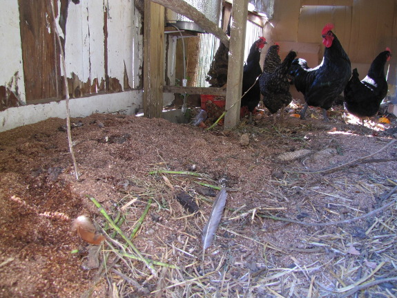 Chickens on deep bedding