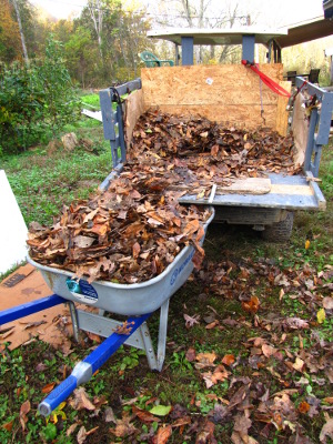 Gathering autumn leaves