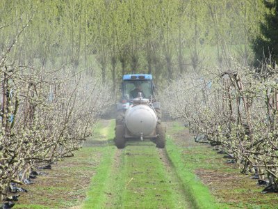 Spraying apple trees