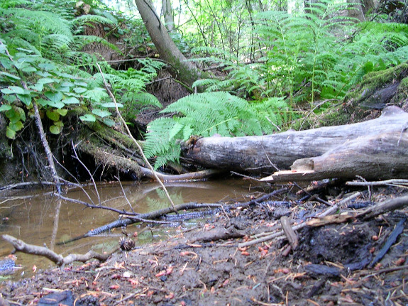 Fallen tree