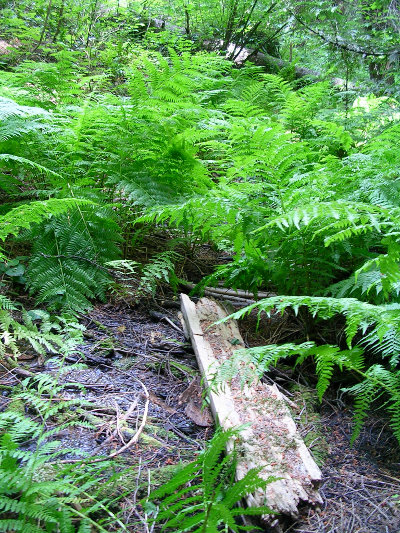 Half log foot bridge