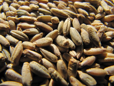 Rye seeds