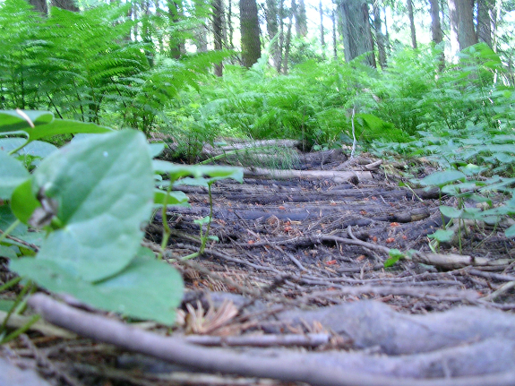 Sticks in muddy trail