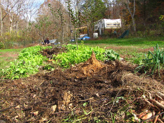 Fall forest garden