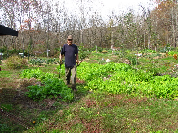 Oilseed radishes