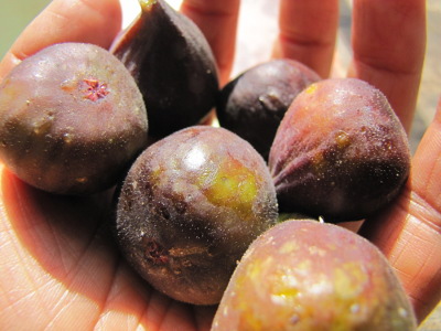 Fall figs