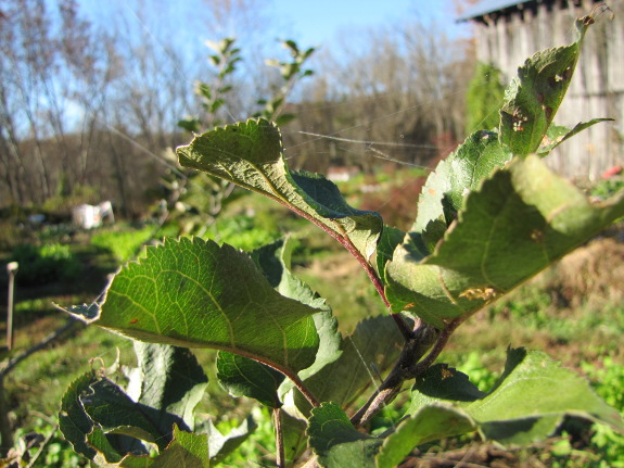 Apple leaves