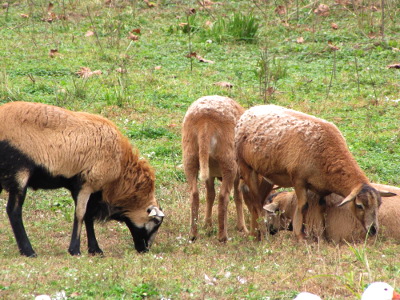 Barbados Blackbelly sheep