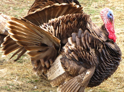 Displaying turkey