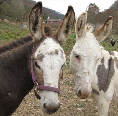 Donkeys