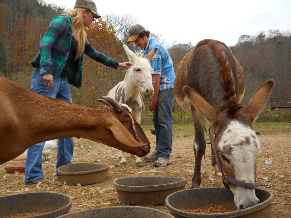 Farm animals