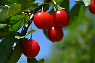 Sour cherry