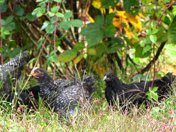 Free range chickens