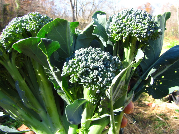 Broccoli side shoots