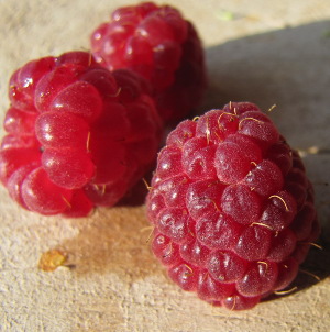 Fall raspberries