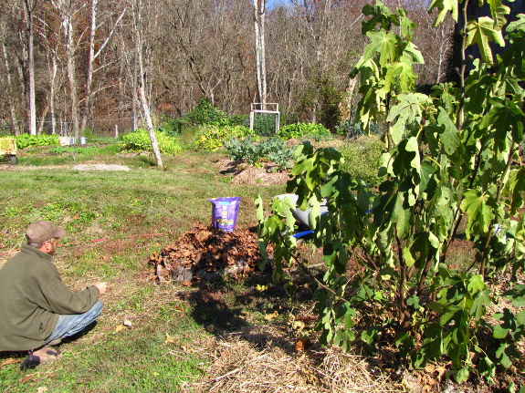 Fall fig tree