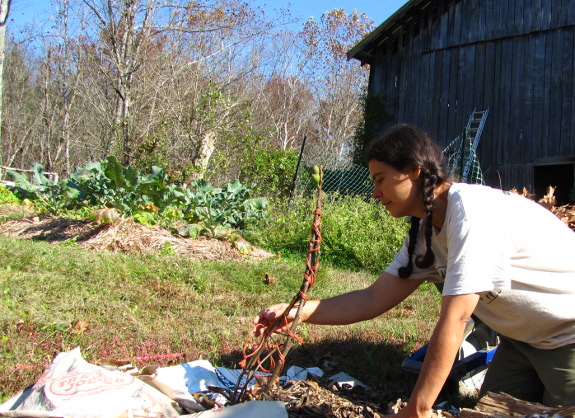 Tie fig branches