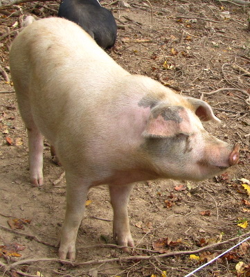 Pig