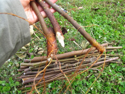 Fig cuttings