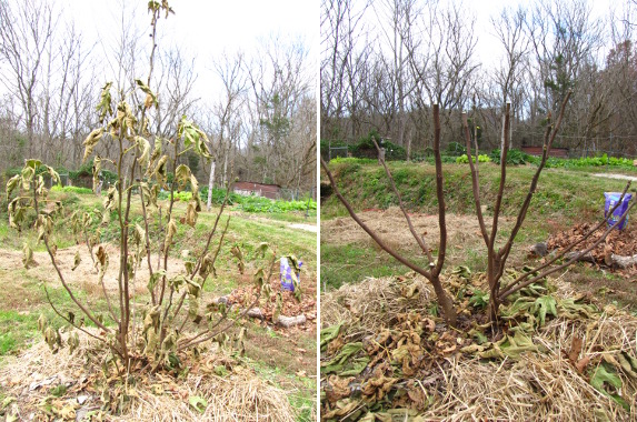 Pruning a fig