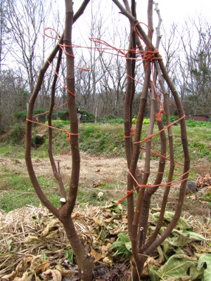 Tying a fig