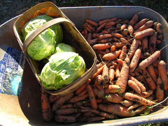 Autumn harvest