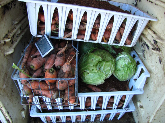 Carrots in a root cellar