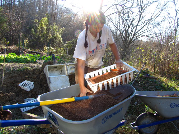 Storing carrots in sawdust