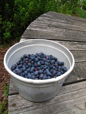 Blueberries