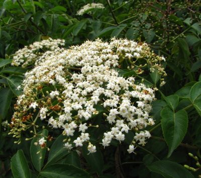 Elderberry flowers