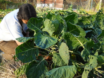 Harvesting brussels sprouts