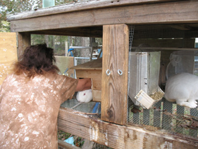 Breeding rabbits