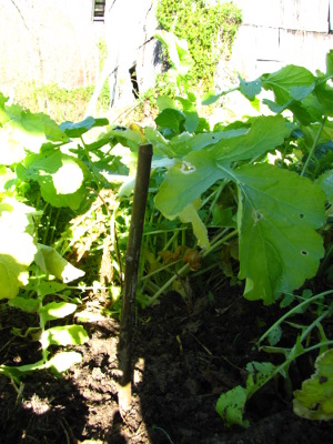 Fig cutting