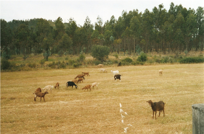 Goats grazing hayfield