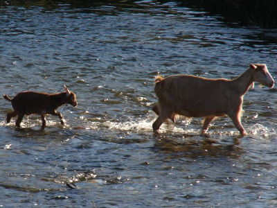 Goats in Portugal